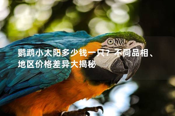 鸚鵡小太陽多少錢一只？不同品相、地區價格差異大揭秘